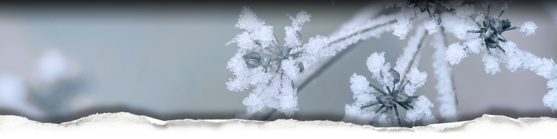 Winter Collection